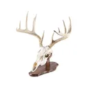 Foggy Bottom Woodworks European Mount Display Walnut - Foggy Bottom Woodworks