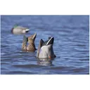 GHG Pro-Grade Weighted Keel Mallard Duck Decoys Butt-Up Feeder 2PK - Greenhead Gear