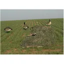 Avery KillerWeed Layout Blind Kit Winter Wheat Camo - Avery