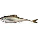 6th Sense Masterclass Fiction Shad 3.4" Swimbait Green Shiner - 6Th Sense