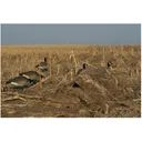 Avery KillerWeed Layout Blind Kit All Terrain Camo - Avery
