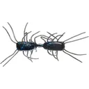 Strike King Sexy Bug 2" Creature Dice Bait Black & Blue - Strike King