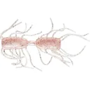 Strike King Sexy Bug 2" Creature Dice Bait White Sauce - Strike King
