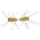 Strike King Sexy Bug 3" Creature Dice Bait Clear Pumpkin - Strike King
