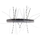 Z-Man Fuzzy TRD 2.75" Soft Stickbait Electric Shad - Z-Man