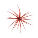 Hideup Coike 17mm Urchin Scuppernong - Hideup
