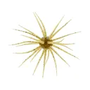 Hideup Coike 17mm Urchin Watermelon Seed - Hideup