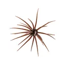 Hideup Coike 17mm Urchin Green Pumpkin - Hideup