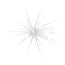 Hideup Coike 17mm Urchin Tamaranbai Blue - Hideup