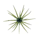 Hideup Coike 13mm Urchin Watermelon Seed - Hideup