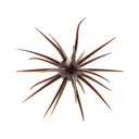 Hideup Coike Fullcast Urchin Green Pumpkin - Hideup