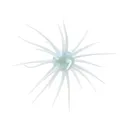 Hideup Coike Fullcast Urchin Tamaranbai Blue - Hideup