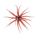 Hideup Coike Fullcast Urchin Scuppernong - Hideup