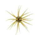 Hideup Coike Fullcast Urchin Watermelon Seed - Hideup