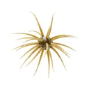 Hideup Coike Fullcast Urchin Green Pumpkin Pepper/Blue Flake - Hideup
