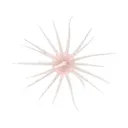 Hideup Coike Fullcast Urchin Clear Salmon Pepper - Hideup