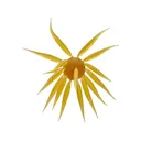 Hideup Coike Fish Elastomer Large Urchin Kuririnkintoki - Hideup