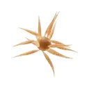 Hideup Coike Fish Elastomer Large Urchin Moebi - Hideup