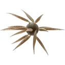 Hideup Coike Fish Elastomer Large Urchin Tamaranbai Dark Shrimp - Hideup