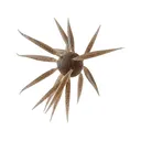Hideup Coike Fish Elastomer Large Urchin Light Green Pumpkin/Black Blue Flake - Hideup