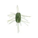 Yamamoto Fuzzy Nut 1.5" Creature Dice Bait Baby Bass - Yamamoto
