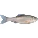 6th Sense Plump Panorama 5.0 Jerkbait Live Minnow - 6Th Sense