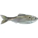 6th Sense Plump Panorama 5.0 Jerkbait Live Threadfin Shad - 6Th Sense