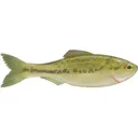 6th Sense Plump Panorama 5.0 Jerkbait Live Baby Bass - 6Th Sense