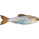 6th Sense Plump Panorama 5.0 Jerkbait Live Gizzard Shad - 6Th Sense