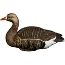 HEYDAY HydroFoam Floater Specklebelly Goose Decoy 4PK - Heyday Decoys
