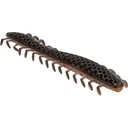 NetBait BaitFuel HexTek Dirty 30 Worm Mud Bug - Netbait
