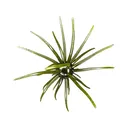 Hag's Baits Prickly Pear Jr 9.9mm Urchin Hag's Pumpkin - Hag's Baits