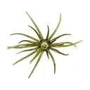Hag's Baits Prickly Pear Jr 9.9mm Urchin Lone Star Disco - Hag's Baits