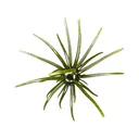 Hag's Baits Prickly Pear 19mm Urchin Hag's Pumpkin - Hag's Baits