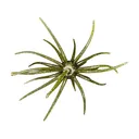 Hag's Baits Prickly Pear 19mm Urchin Lone Star Disco - Hag's Baits