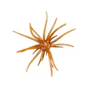 Hag's Baits Prickly Pear 19mm Urchin Mesquite Magic - Hag's Baits