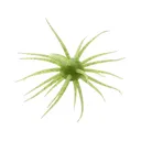 Hideup Coike Fullcast Urchin Chartreuse Green Gold Flake - Hideup