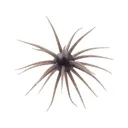 Hideup Coike Fullcast Urchin Shinikakegill - Hideup