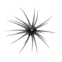 Hideup Coike Fullcast Urchin Gill - Hideup