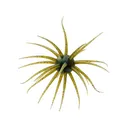 Hideup Coike Fullcast Urchin Watermelon/Black Blue Flake - Hideup