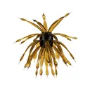 6th Sense Abstract 18mm Urchin Green Pumpkin - 6Th Sense