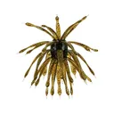6th Sense Abstract 24mm Urchin Green Pumpkin Blue - 6Th Sense