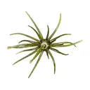 Hag's Baits Prickly Pear Big Tex 25mm Urchin Lone Star Disco - Hag's Baits