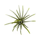 Hag's Baits Prickly Pear Big Tex 25mm Urchin Hag's Pumpkin - Hag's Baits