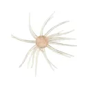 Hag's Baits Prickly Pear Big Tex 25mm Urchin Frio Flash - Hag's Baits