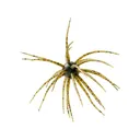 Hideup Coike 17mm Urchin Green Pumpkin Candy - Hideup