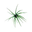Hideup Coike 17mm Urchin Watermelon Seed US - Hideup