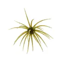 Hideup Coike 17mm Urchin Watermelon/Black Blue Flake - Hideup