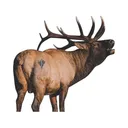 Deadnuts Outdoors Quartering Away Bull Elk 2D Archery Target - Deadnuts Outdoors