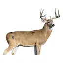 Deadnuts Outdoors Broadside Whitetail Willy QuivAR 2D Archery Target - Deadnuts Outdoors